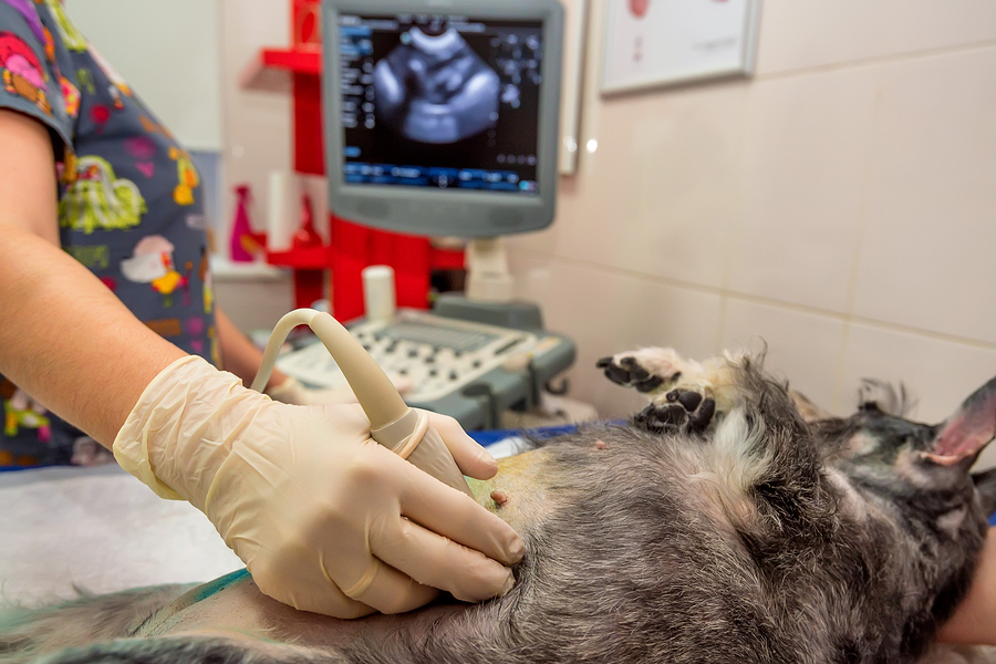 Veterinary Sonography - Ultrasonic Education